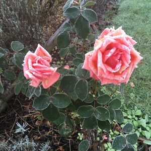 Meet your Posher, Scotia